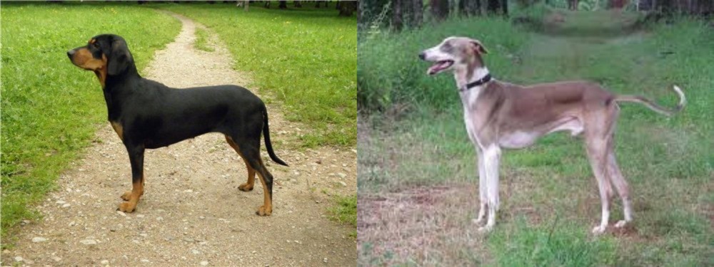Mudhol Hound vs Latvian Hound - Breed Comparison