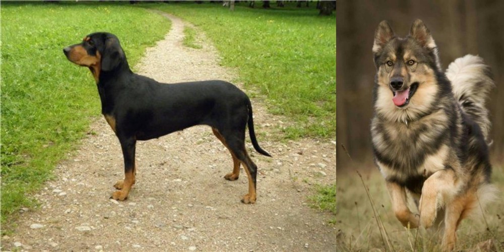 Native American Indian Dog vs Latvian Hound - Breed Comparison
