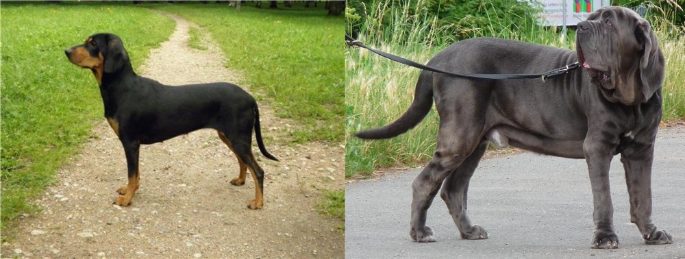 Neapolitan Mastiff vs Latvian Hound - Breed Comparison