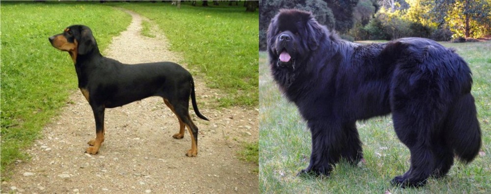 Newfoundland Dog vs Latvian Hound - Breed Comparison