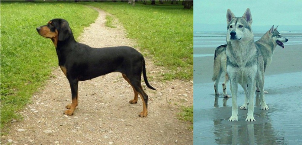 Northern Inuit Dog vs Latvian Hound - Breed Comparison