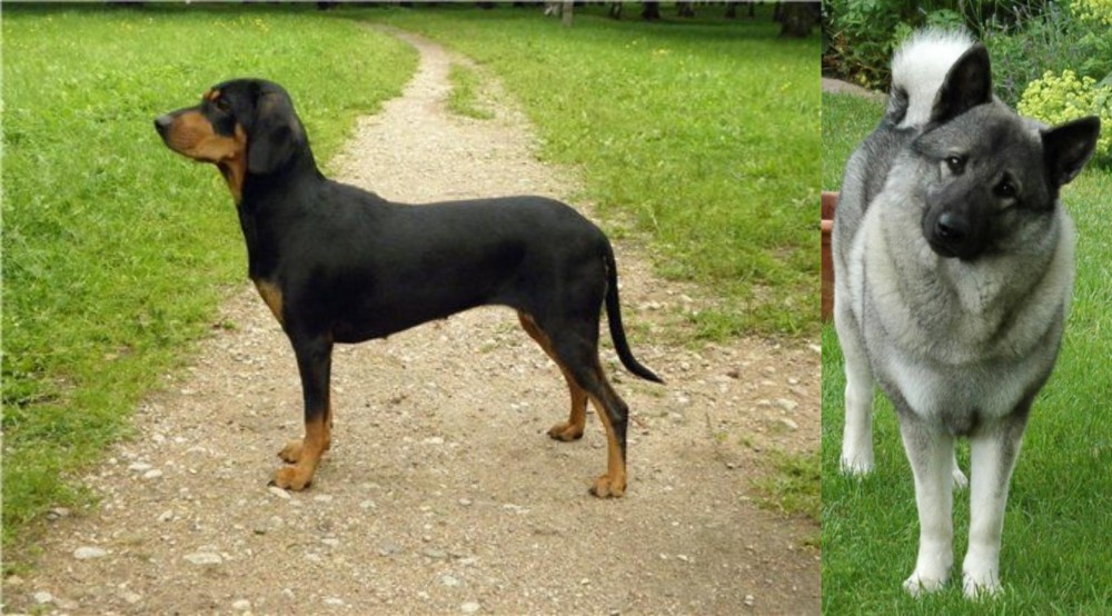 Norwegian Elkhound vs Latvian Hound - Breed Comparison