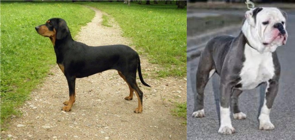 Old English Bulldog vs Latvian Hound - Breed Comparison