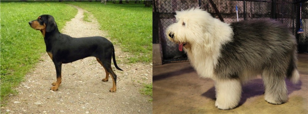 Old English Sheepdog vs Latvian Hound - Breed Comparison