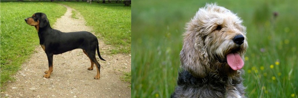 Otterhound vs Latvian Hound - Breed Comparison