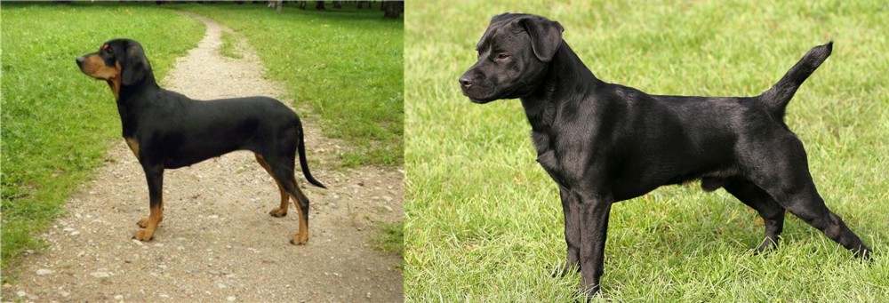 Patterdale Terrier vs Latvian Hound - Breed Comparison