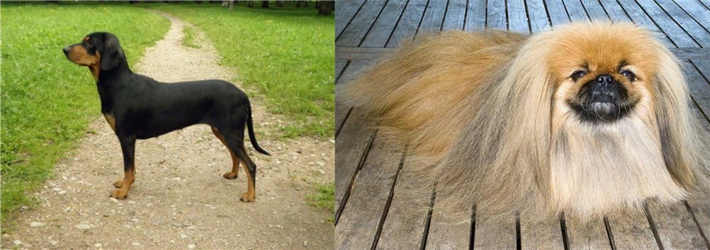 Pekingese vs Latvian Hound - Breed Comparison