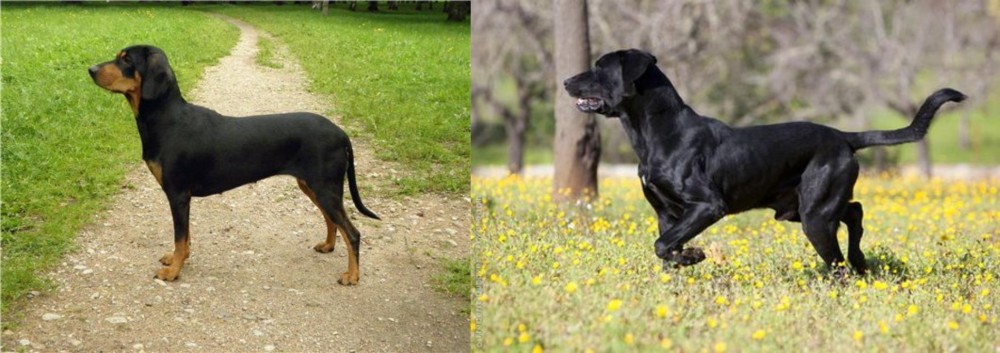 Perro de Pastor Mallorquin vs Latvian Hound - Breed Comparison