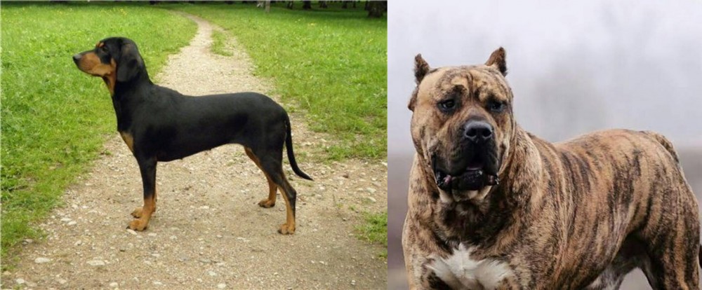 Perro de Presa Canario vs Latvian Hound - Breed Comparison