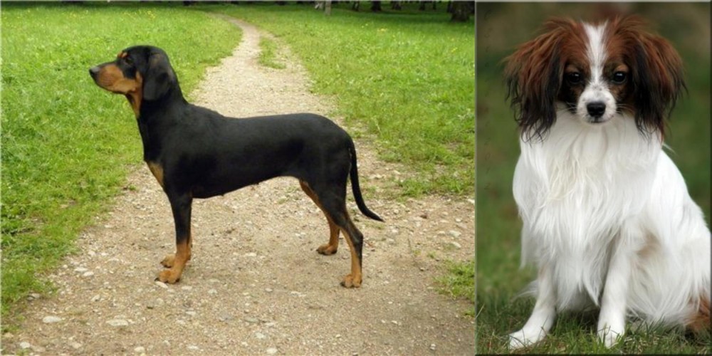 Phalene vs Latvian Hound - Breed Comparison