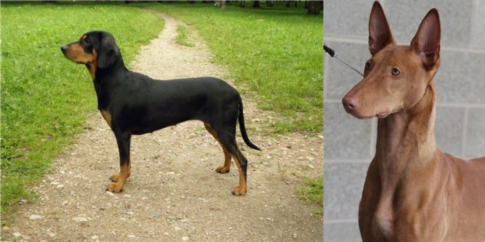 Pharaoh Hound vs Latvian Hound - Breed Comparison