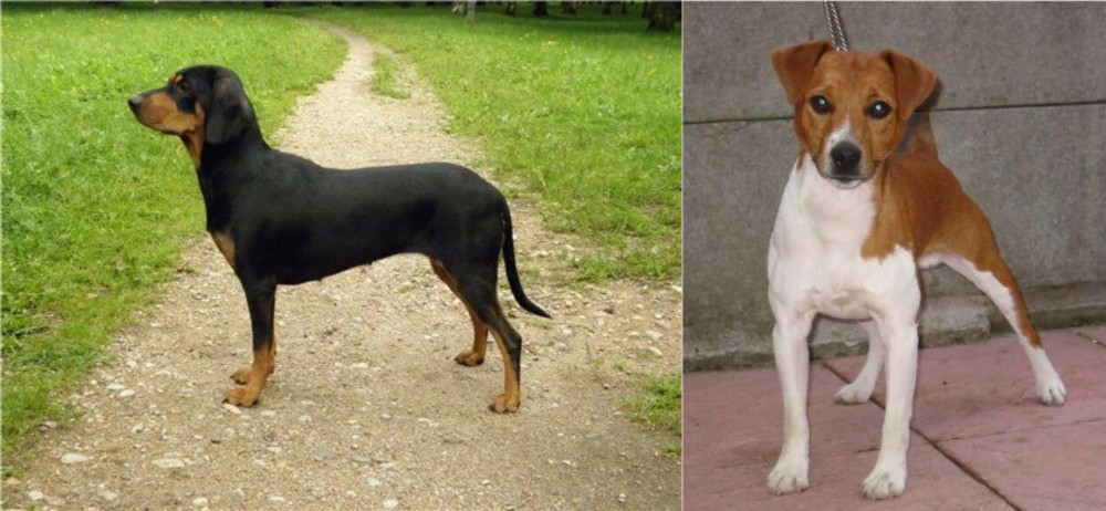 Plummer Terrier vs Latvian Hound - Breed Comparison