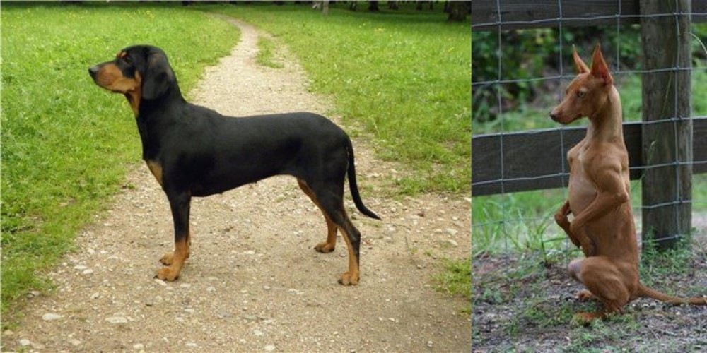 Podenco Andaluz vs Latvian Hound - Breed Comparison