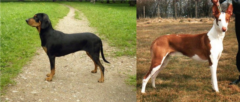Podenco Canario vs Latvian Hound - Breed Comparison