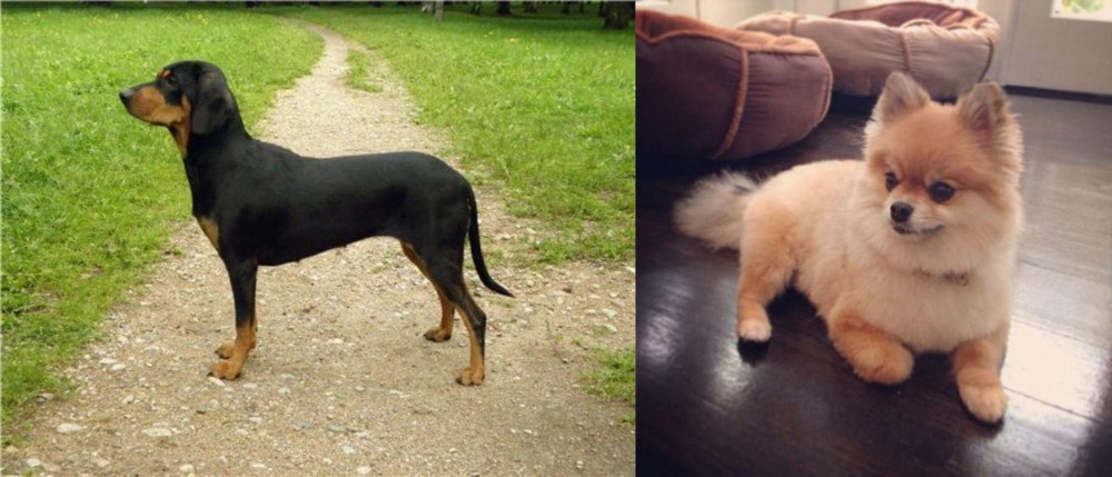 Pomeranian vs Latvian Hound - Breed Comparison