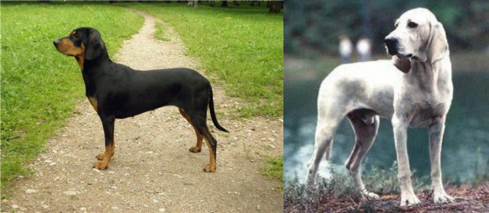 Porcelaine vs Latvian Hound - Breed Comparison