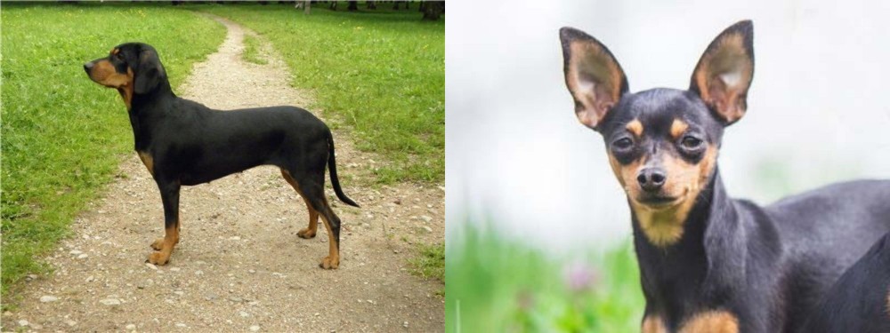 Prazsky Krysarik vs Latvian Hound - Breed Comparison