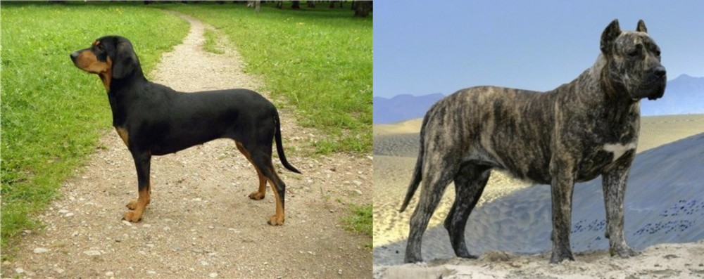 Presa Canario vs Latvian Hound - Breed Comparison