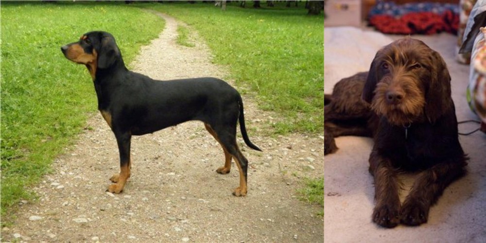 Pudelpointer vs Latvian Hound - Breed Comparison