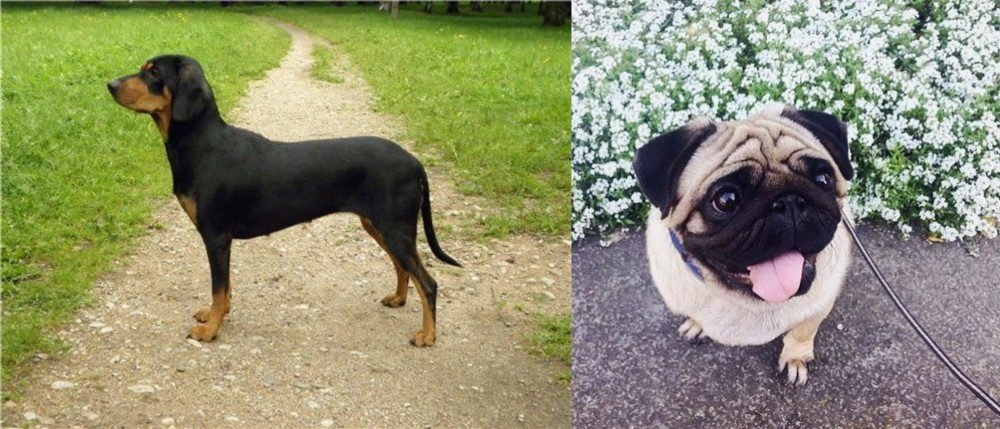 Pug vs Latvian Hound - Breed Comparison