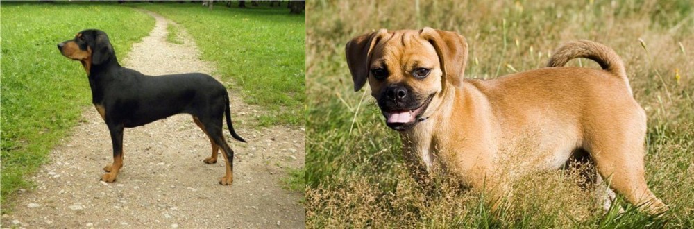 Puggle vs Latvian Hound - Breed Comparison