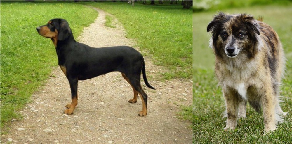 Pyrenean Shepherd vs Latvian Hound - Breed Comparison