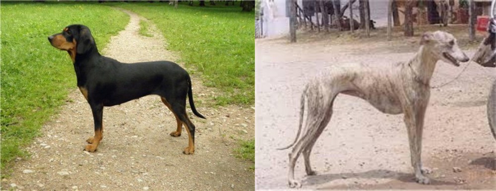 Rampur Greyhound vs Latvian Hound - Breed Comparison