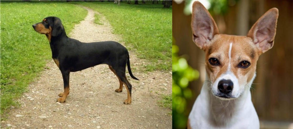 Rat Terrier vs Latvian Hound - Breed Comparison