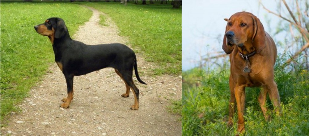 Redbone Coonhound vs Latvian Hound - Breed Comparison