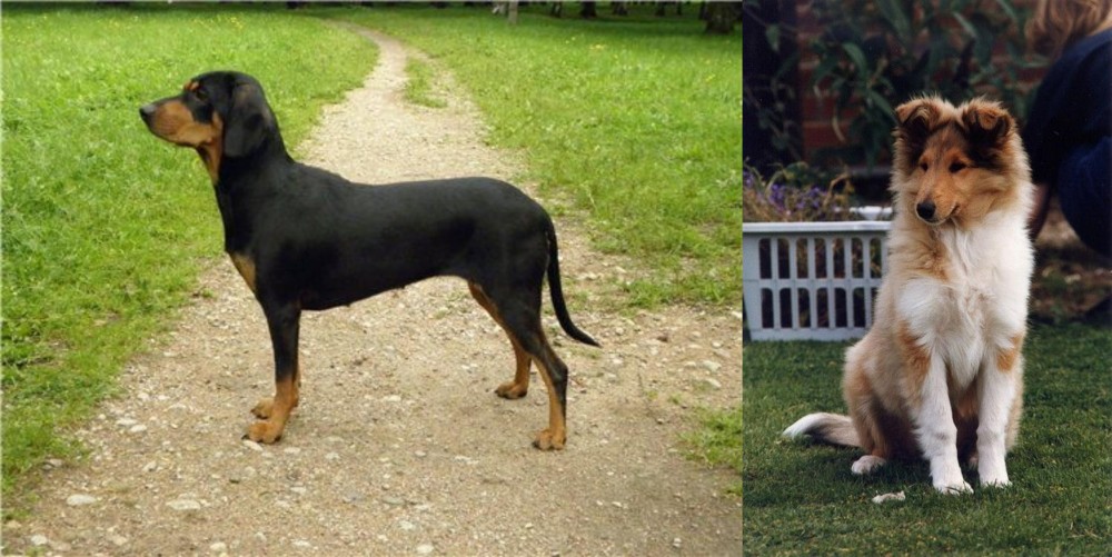 Rough Collie vs Latvian Hound - Breed Comparison