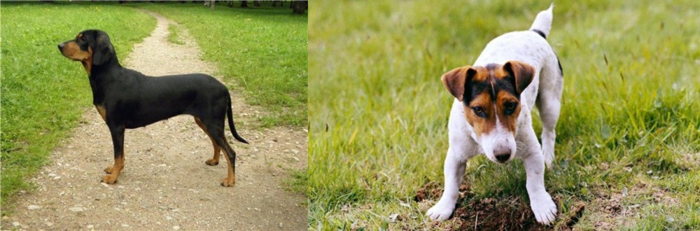 Russell Terrier vs Latvian Hound - Breed Comparison