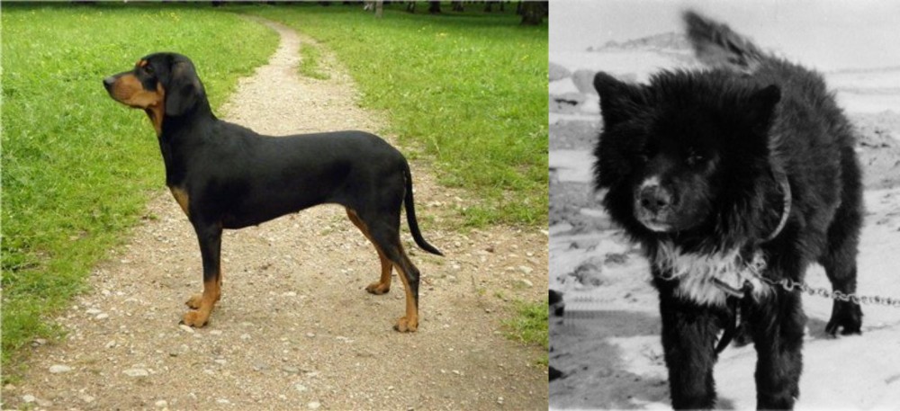 Sakhalin Husky vs Latvian Hound - Breed Comparison