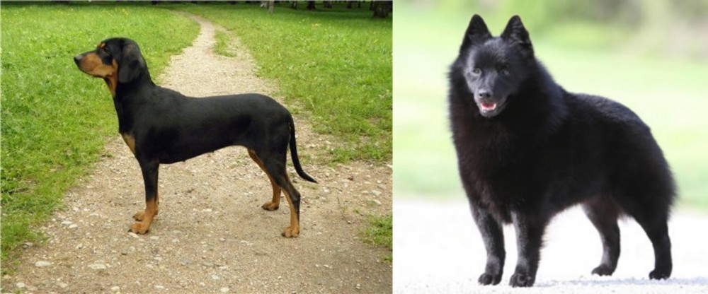 Schipperke vs Latvian Hound - Breed Comparison