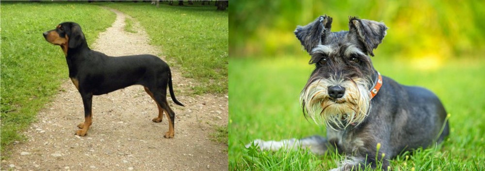Schnauzer vs Latvian Hound - Breed Comparison