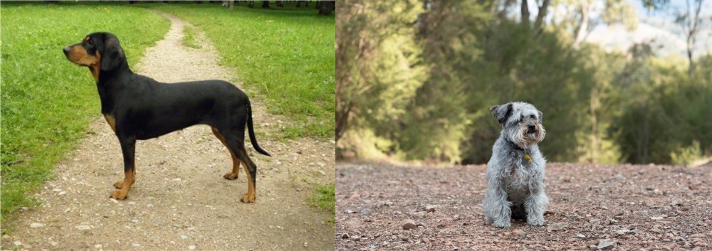Schnoodle vs Latvian Hound - Breed Comparison