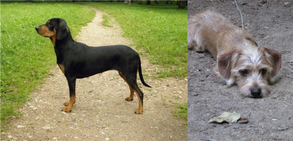 Schweenie vs Latvian Hound - Breed Comparison
