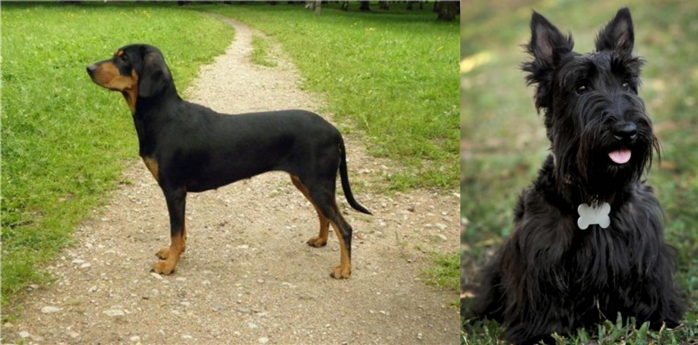 Scoland Terrier vs Latvian Hound - Breed Comparison