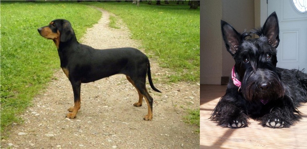 Scottish Terrier vs Latvian Hound - Breed Comparison
