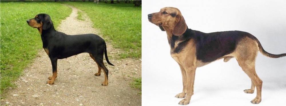 Serbian Hound vs Latvian Hound - Breed Comparison