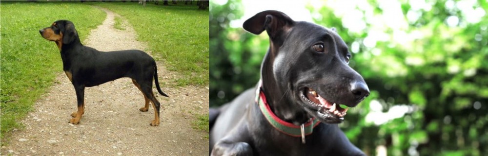 Shepard Labrador vs Latvian Hound - Breed Comparison