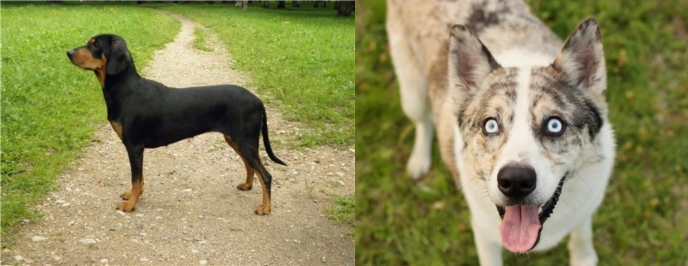Shepherd Husky vs Latvian Hound - Breed Comparison