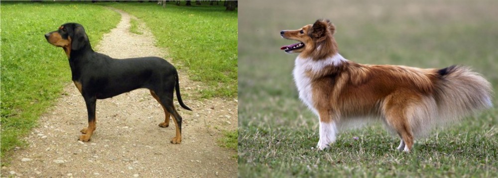 Shetland Sheepdog vs Latvian Hound - Breed Comparison