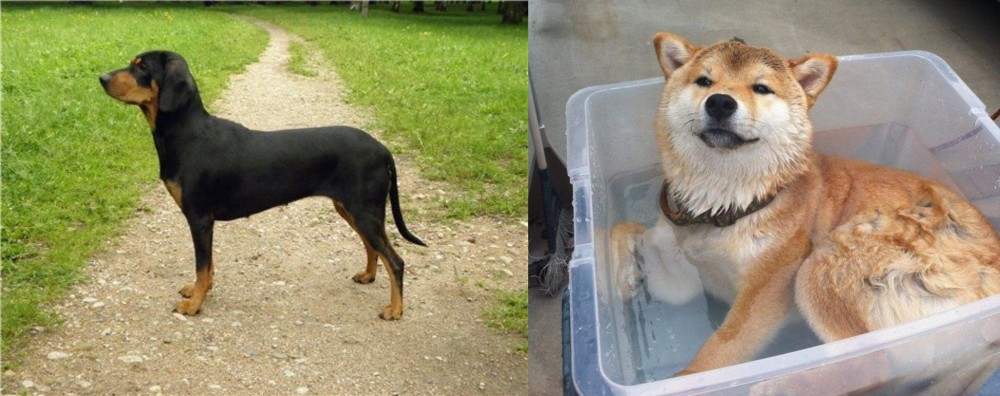 Shiba Inu vs Latvian Hound - Breed Comparison