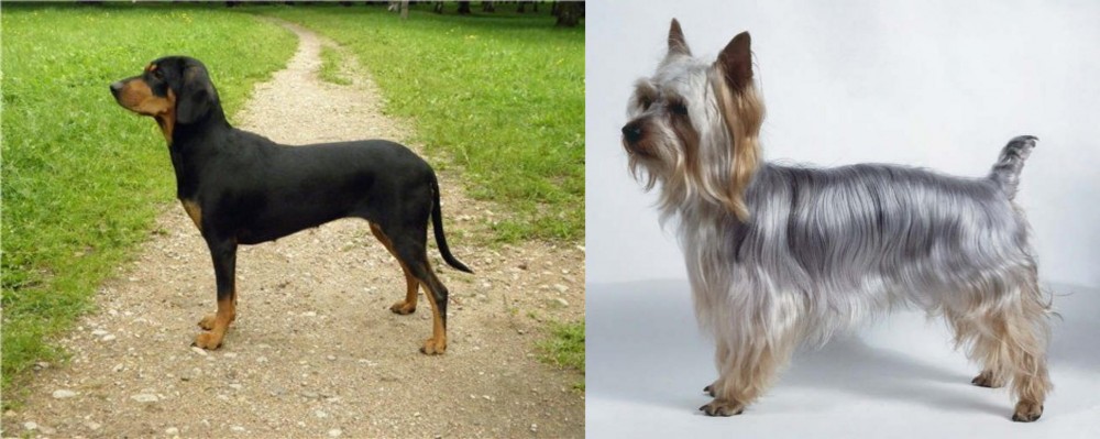 Silky Terrier vs Latvian Hound - Breed Comparison