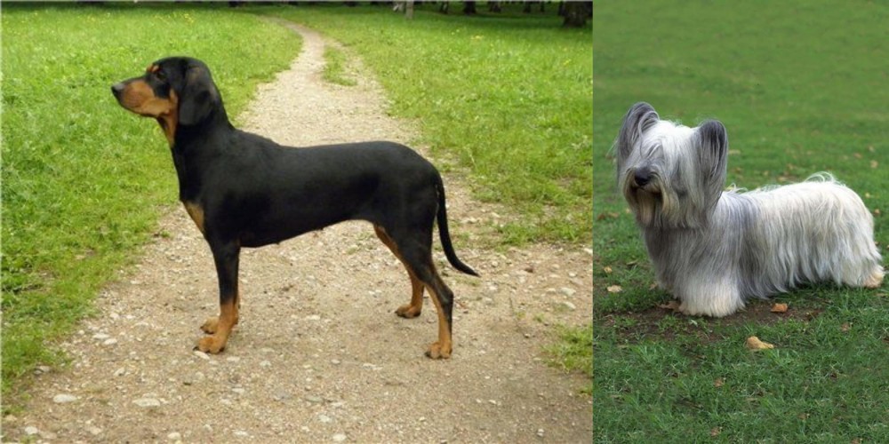 Skye Terrier vs Latvian Hound - Breed Comparison