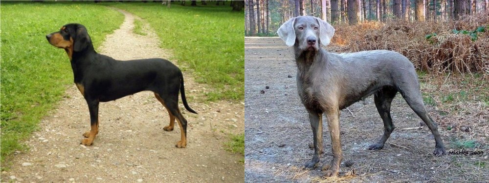 Slovensky Hrubosrsty Stavac vs Latvian Hound - Breed Comparison