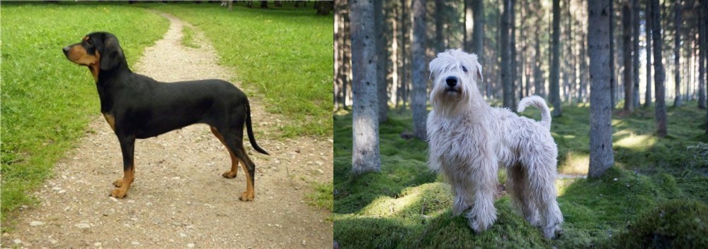 Soft-Coated Wheaten Terrier vs Latvian Hound - Breed Comparison