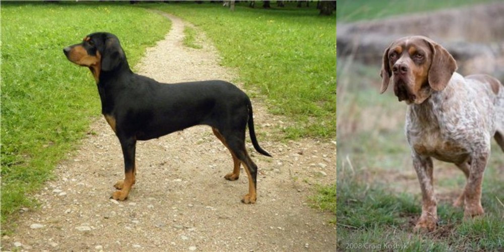 Spanish Pointer vs Latvian Hound - Breed Comparison