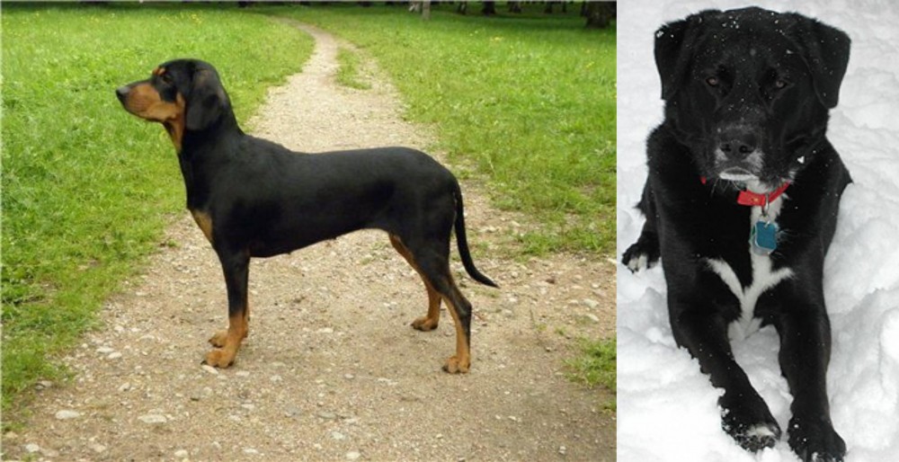 St. John's Water Dog vs Latvian Hound - Breed Comparison