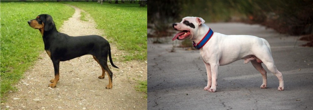 Staffordshire Bull Terrier vs Latvian Hound - Breed Comparison